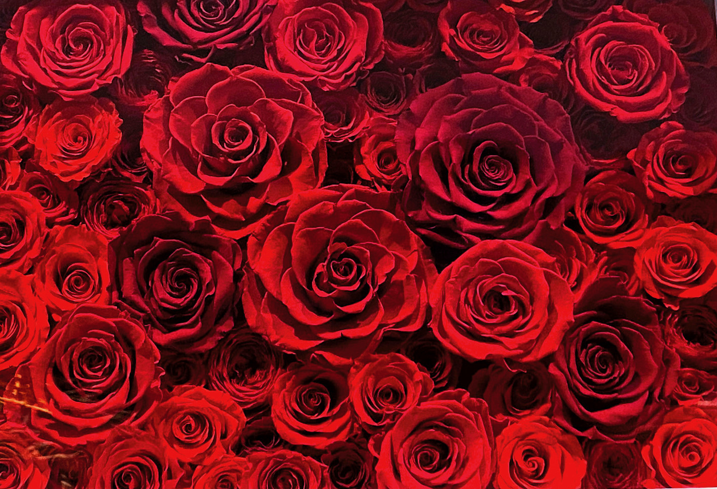 イメージ写真：恩師・冨士森先生よりお祝いにいただいた真っ赤な薔薇